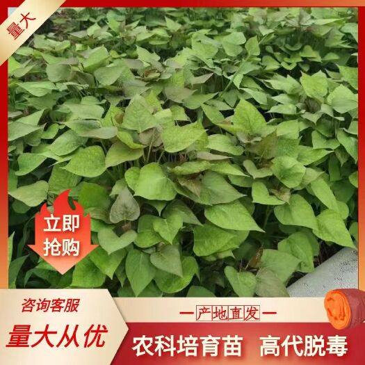 商薯19紅薯苗，高剪苗，脫毒，