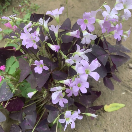 菏泽紫叶酢酱草种球