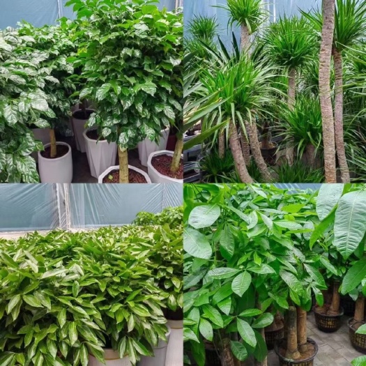 平安树绿植花卉鸭掌木绿宝龙血树龙须铁幸福树富贵椰子基地直销