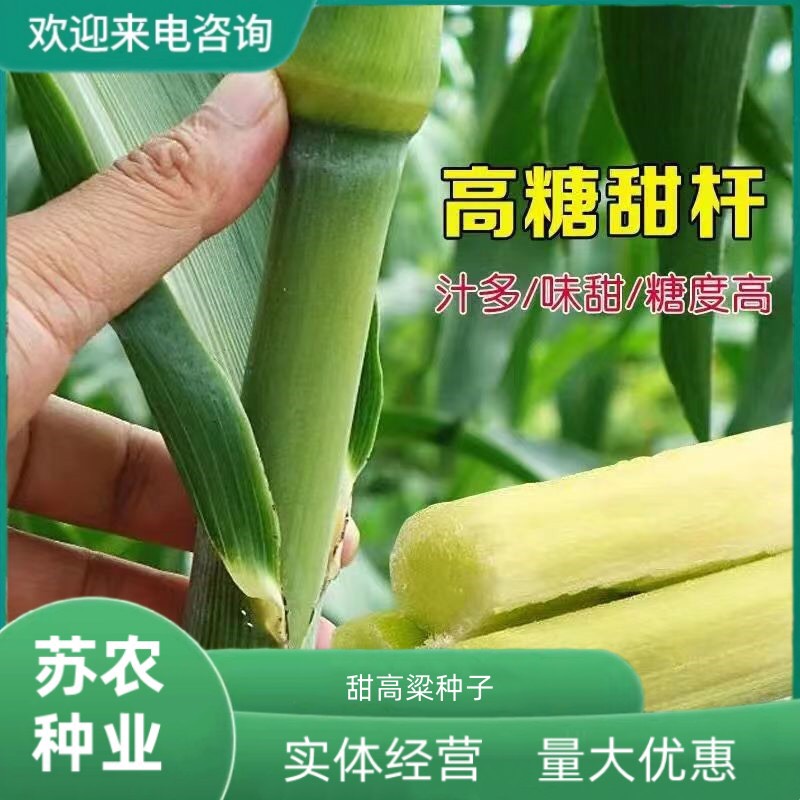 甜高梁种子饲用甜高粱牧草种多年生畜牧养殖四季再生甜高粱