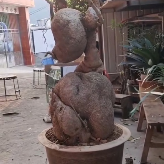 云县长相奇特