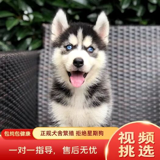 阜阳哈奇士
