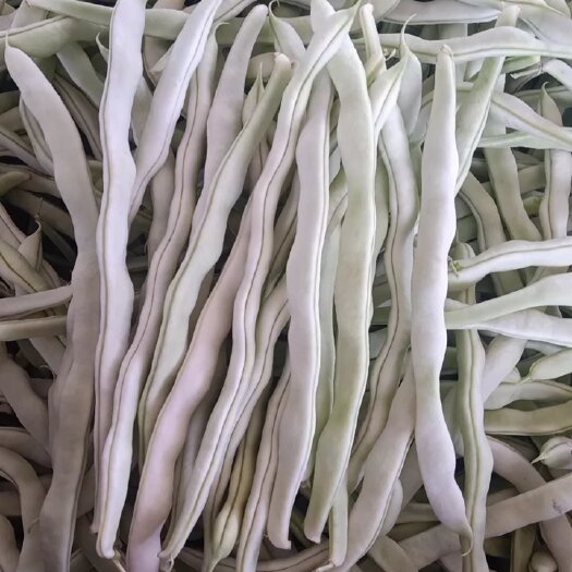 博爱县九粒白芸豆，白莲豆角产地一手货源，满足一切包装运输需求！