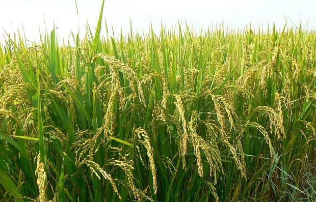 鄱阳县1.4-1.5水分有灿稻谷和糯稻烘干机直接烘干