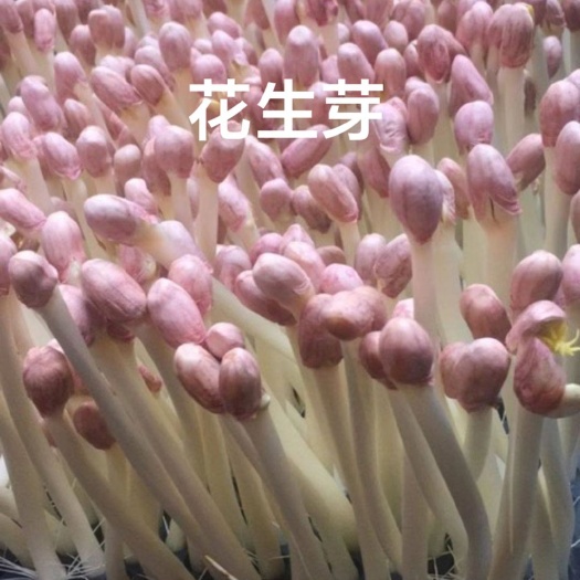 富氧水培花生芽
