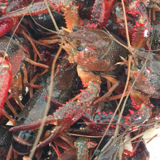 洪湖市湖北洪湖清水小龙虾，肉质饱满，规格硬，包直达运费