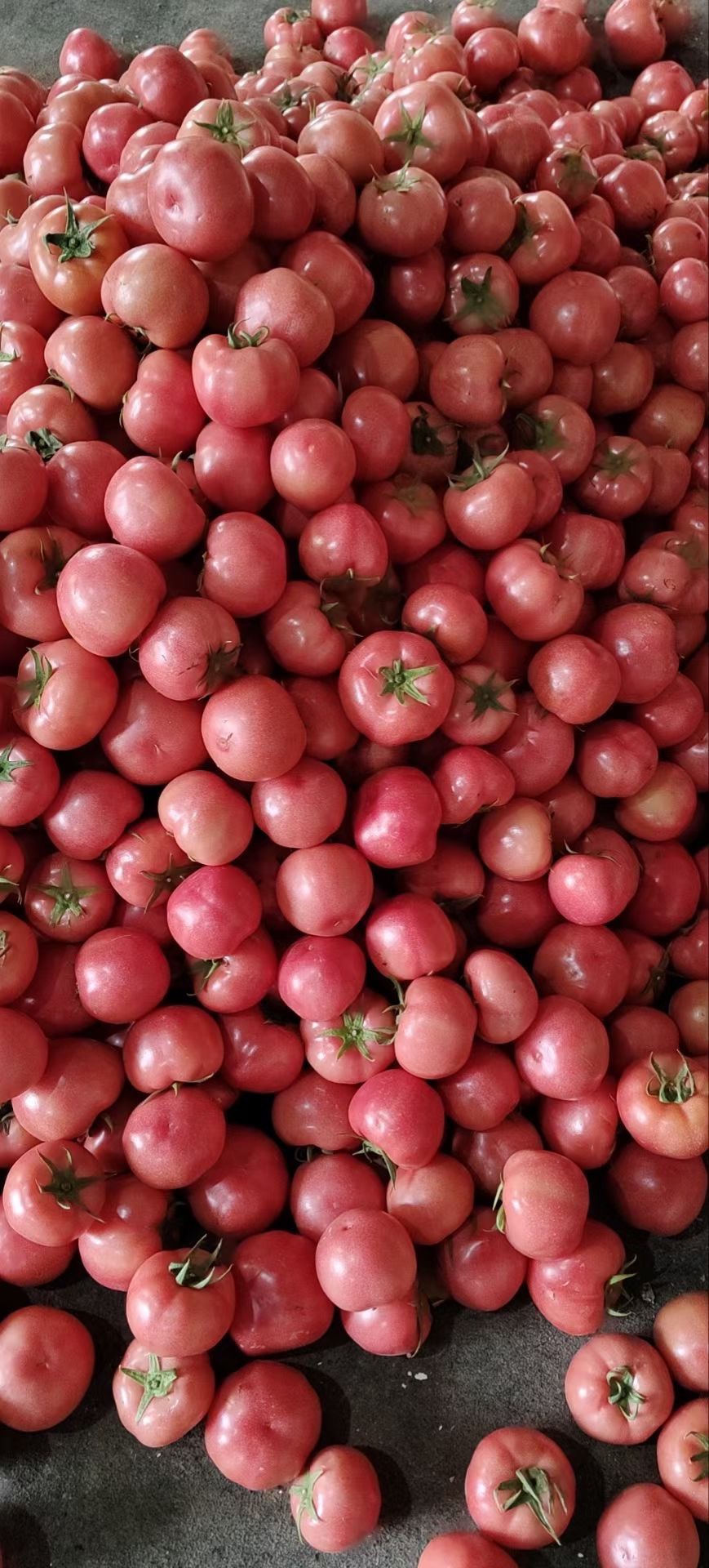 西红柿一手货源，寿光一手货源