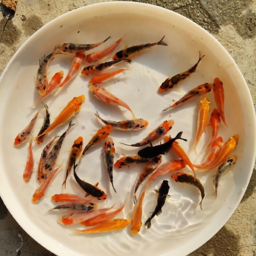 广州锦鲤鱼苗日本昭和锦鲤鱼苗红白锦鲤鱼苗