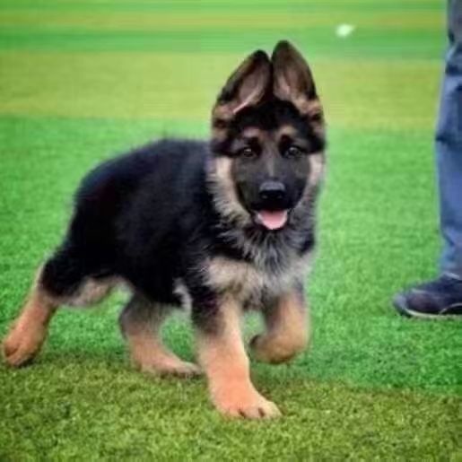 阜阳德牧警犬