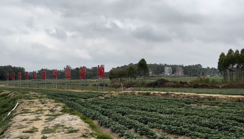 化州市008紫薯苗  大型基地现剪现发