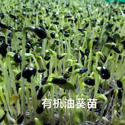 油葵苗新鲜油葵苗菜之初富氧油葵苗活体现采凉拌热炒汤酒店西