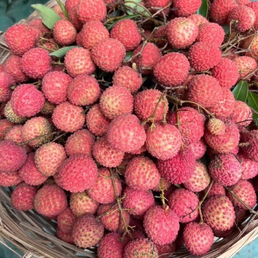 深圳深圳南山荔枝