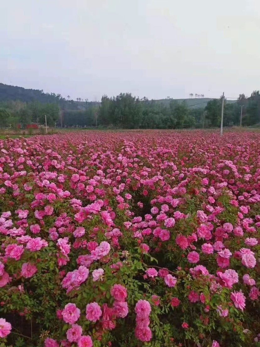 冷香玫瑰冷香玫瑰树苗