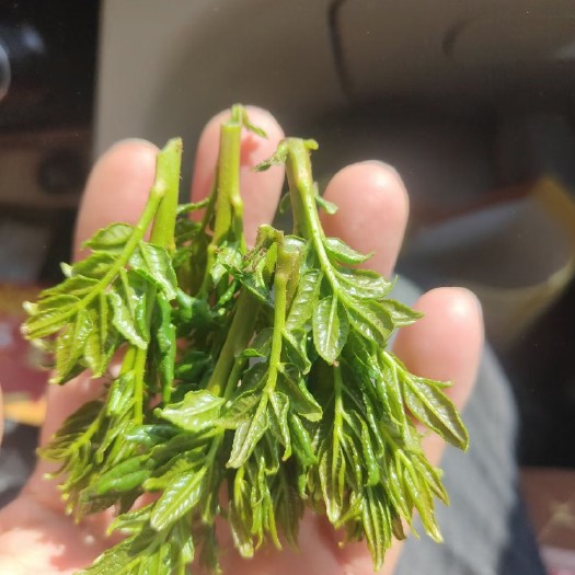 西和县花椒芽