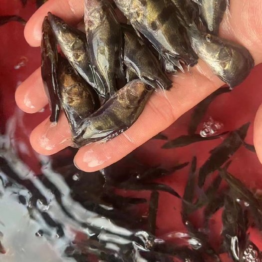 南宁良种撅鱼苗，桂花鱼苗、需要养殖的联系