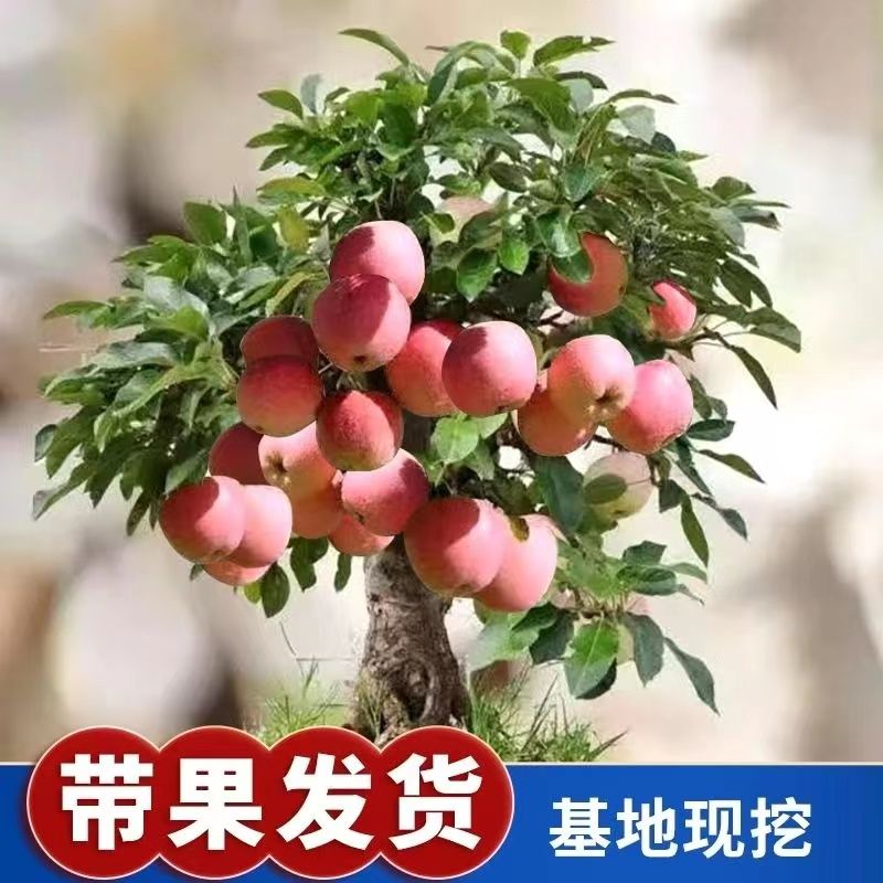 平邑县矮化盆栽苹果树南北方阳台苹果树盆景苹果树矮化带果发货包邮