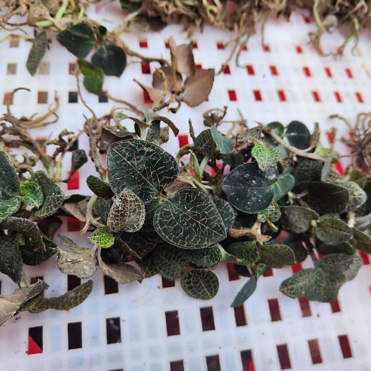 林下原土种植小圆叶金线莲