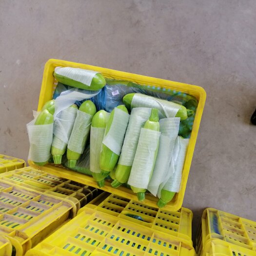 新绛县绿皮西葫芦