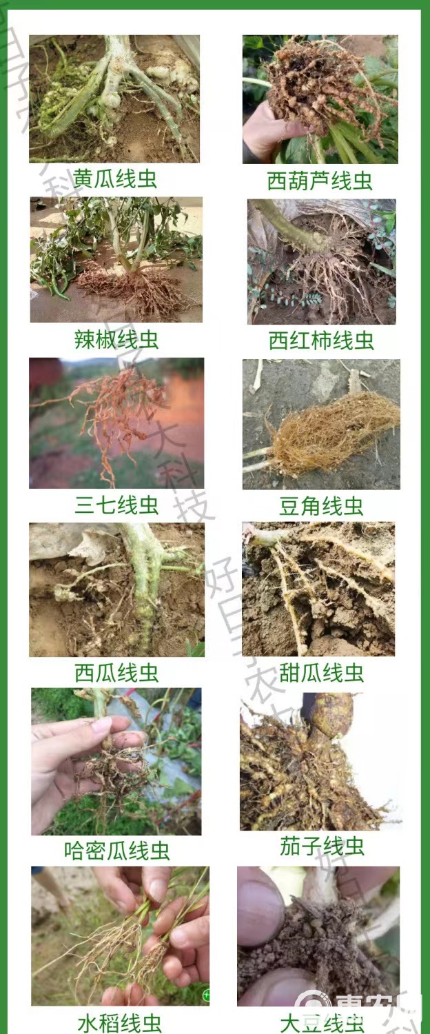 淡紫紫孢菌线虫专用根结线虫菌剂虫卵双抑制不伤苗线无忧