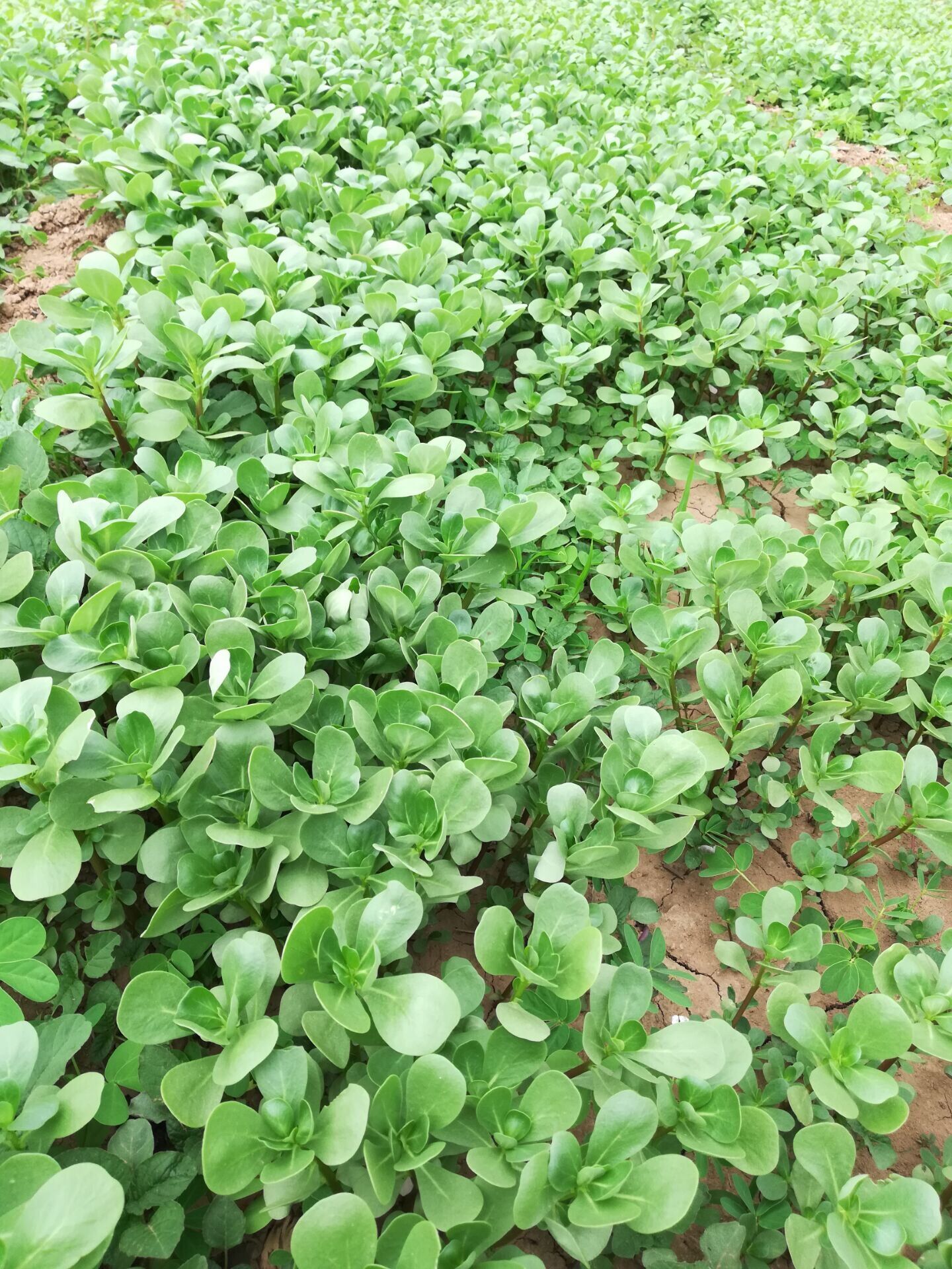济南荷兰马齿苋种子～新收野菜种子品种每斤
