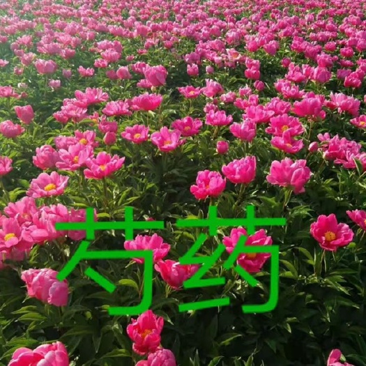 台安县耐寒过冬多年生，芍药