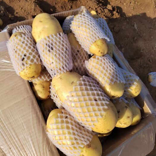 肥城市大量供应精品，荷兰土豆提供各种规格，各种包装