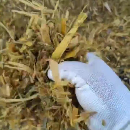 临泉县酒香味十足，优质玉米收割机收的玉米秸秆