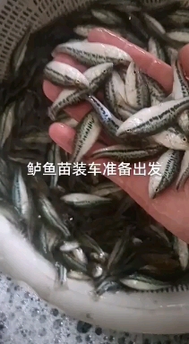 鲈鱼