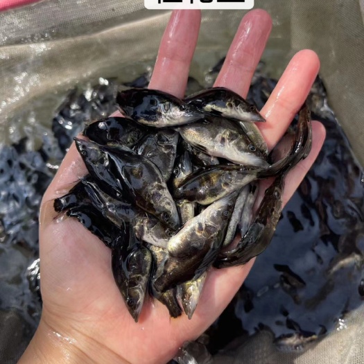 南宁改良新一代桂花鱼苗，优良品种，好养快大，保质保量，足数发货