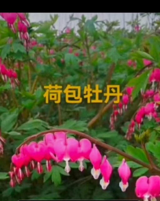 春季产品上市，荷包牡丹花 荷包牡丹芽 苗子
发货到5月15号