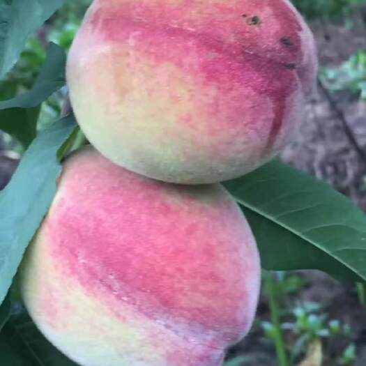 商城县商城县血挑