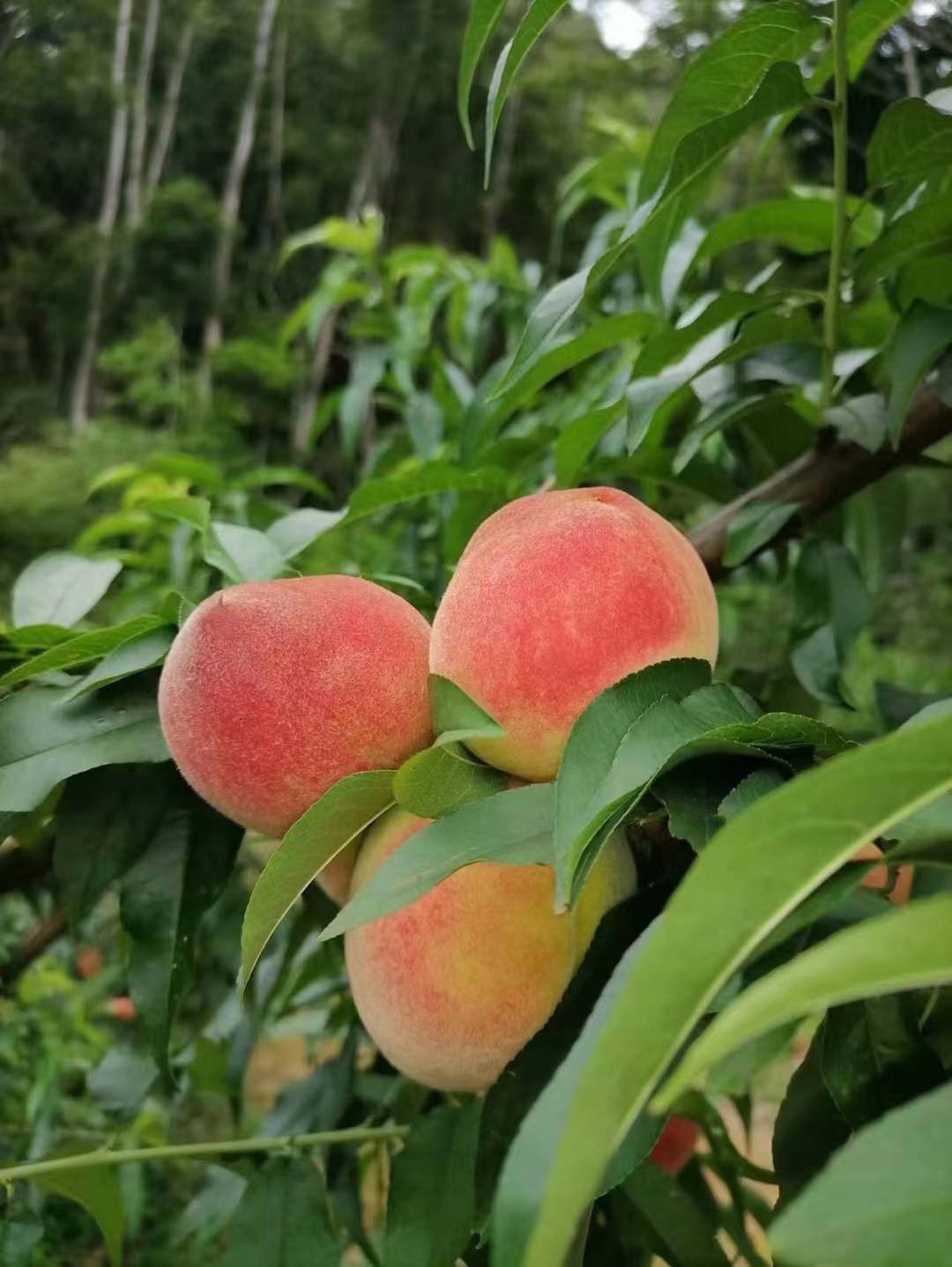 甜脆霸王桃