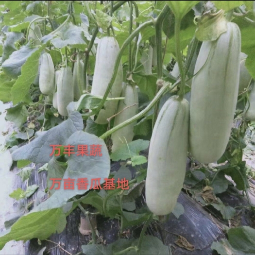 惠民县山东万亩博洋甜瓜种植基地 对接商超，全国各大批发市场，