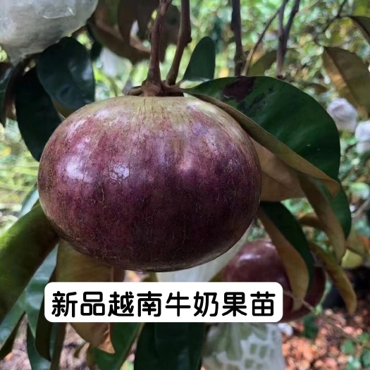 灵山县越南牛奶果3Q紫龙粉红豹星苹果当年开花品种乔木盆栽绿植包