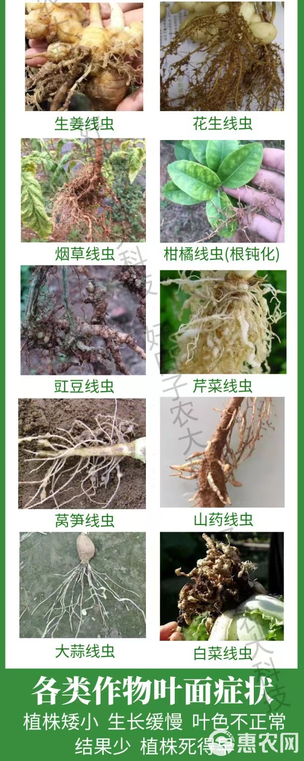 淡紫紫孢菌线虫专用根结线虫菌剂虫卵双抑制不伤苗线无忧