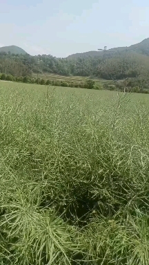 象山县油菜