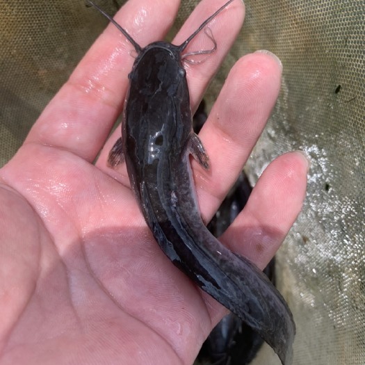 广州埃及鲶鱼苗革胡子鲶鱼八胡子鲶鱼小口鲶鱼苗淡水养殖鱼场直发