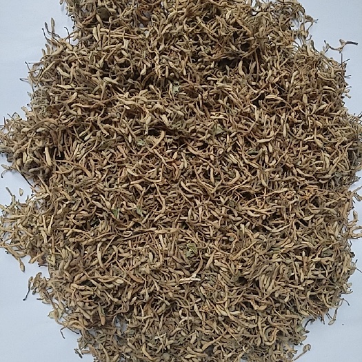 南阳金银花