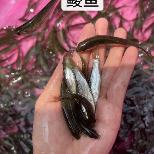 南宁快大品种鲮鱼苗，今年新苗，优良品种，好养快大，保质保量
