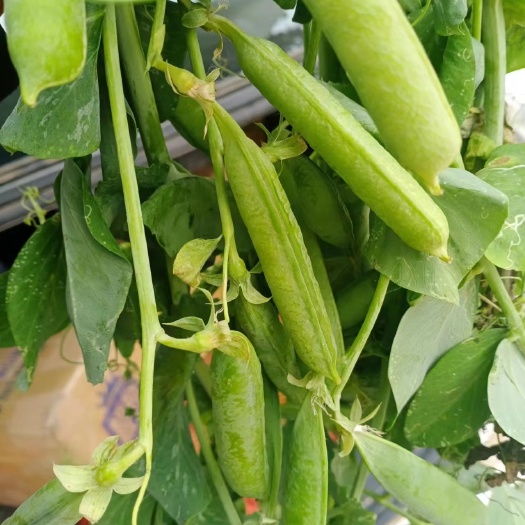 豌豆