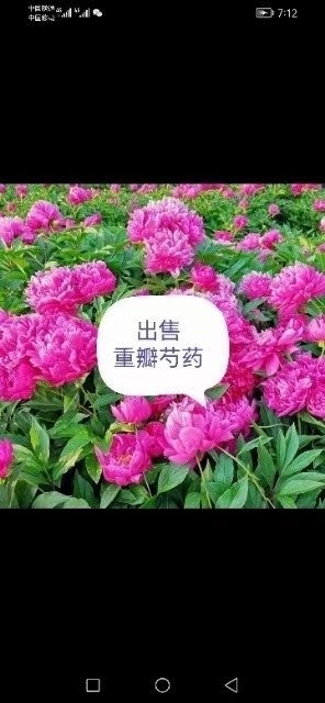 哈尔滨春季产品上市 春季重掰芍药 芽子
发货到5月15，过后不发货