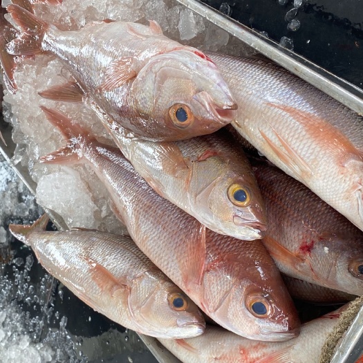 珠海哥利魚 紅叉尾鯛 海釣口魚獲 深海魚 刺身魚