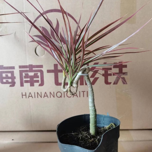 七彩铁园艺景观绿植盆栽居家室内室外常备绿植盆栽净化新鲜空气滤