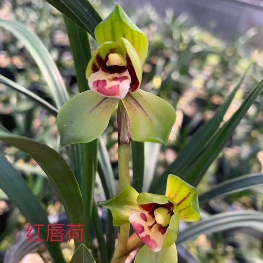 南靖县铭品兰花 矮种春兰 碧玉圆荷也叫红唇荷盆栽花卉室内观花植物
