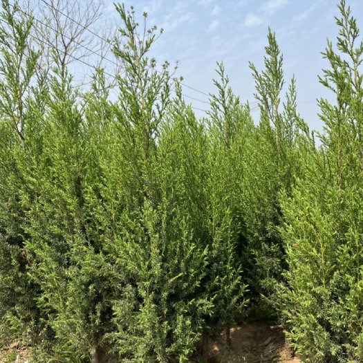 沭阳县刺柏，苗圃直销，质量好