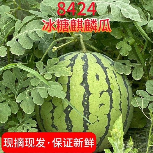 夏邑县西瓜之乡头茬新鲜采摘8424麒麟西瓜现卖超甜薄皮冰糖水果美都