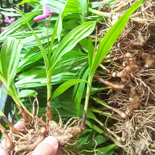 赤壁市白芨种苗 紫花宽叶三叉大白芨种苗 基地直发 一手货源