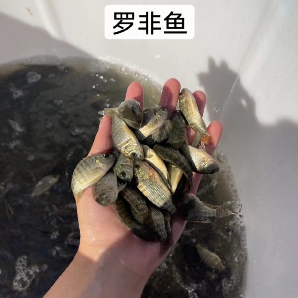 快大品种罗非鱼苗，今年新苗，优良品种，好养快大，保质保量