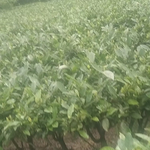 宜章县高山云雾绿茶。