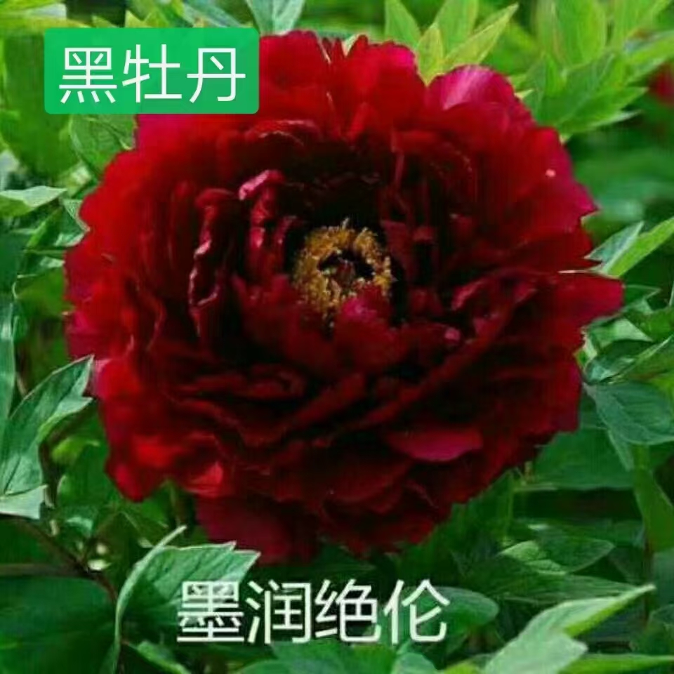 牡丹花苗盆栽带花苞发货菏泽牡丹春节开花鲜花年宵花洛阳红大苗